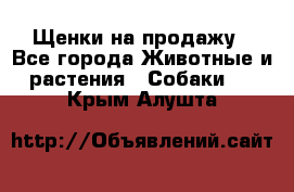 Щенки на продажу - Все города Животные и растения » Собаки   . Крым,Алушта